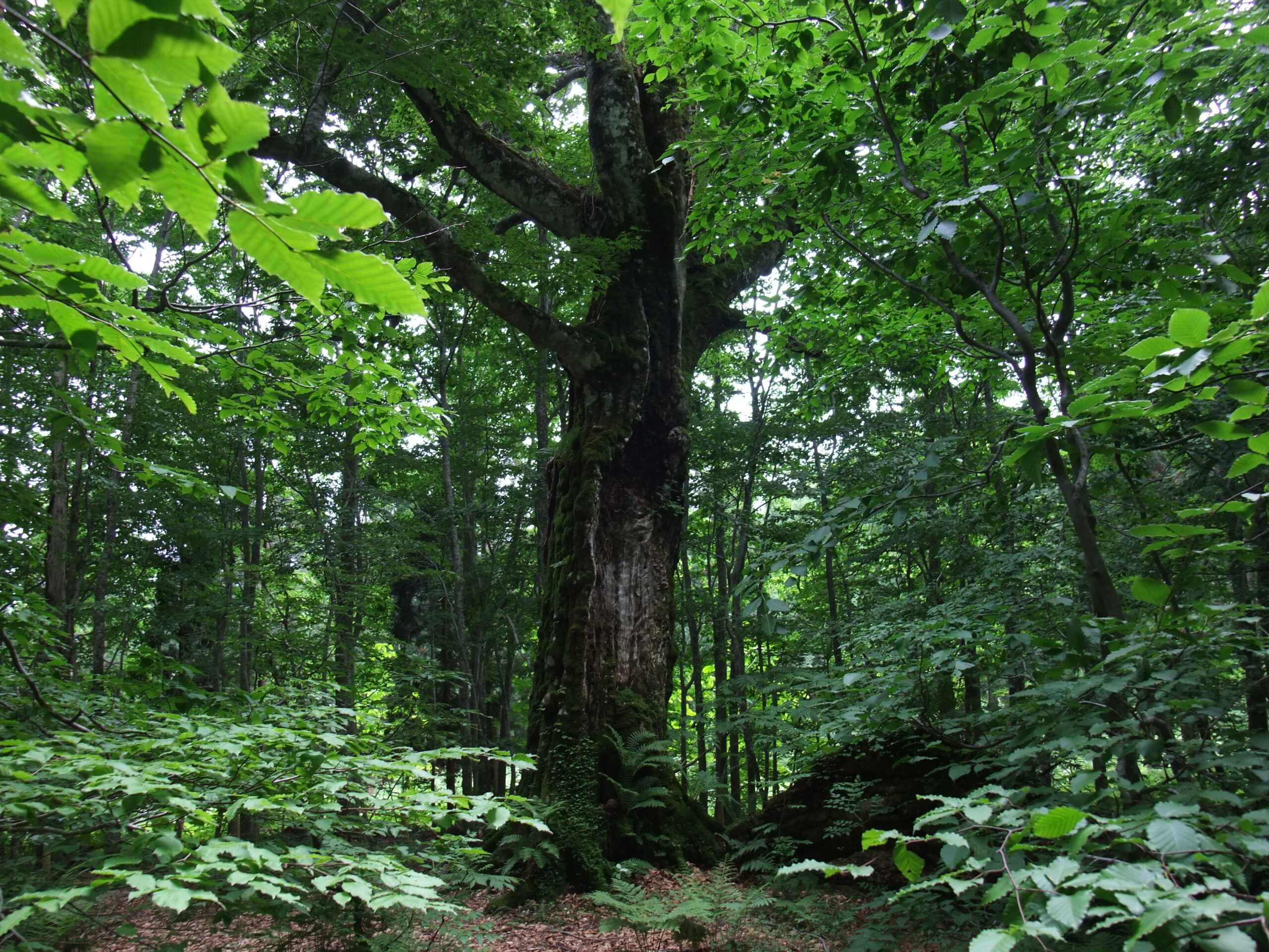 Ancient beech forest interior in Shirakami-Sanchi with massive tree trunks and dappled light filtering through the canopy