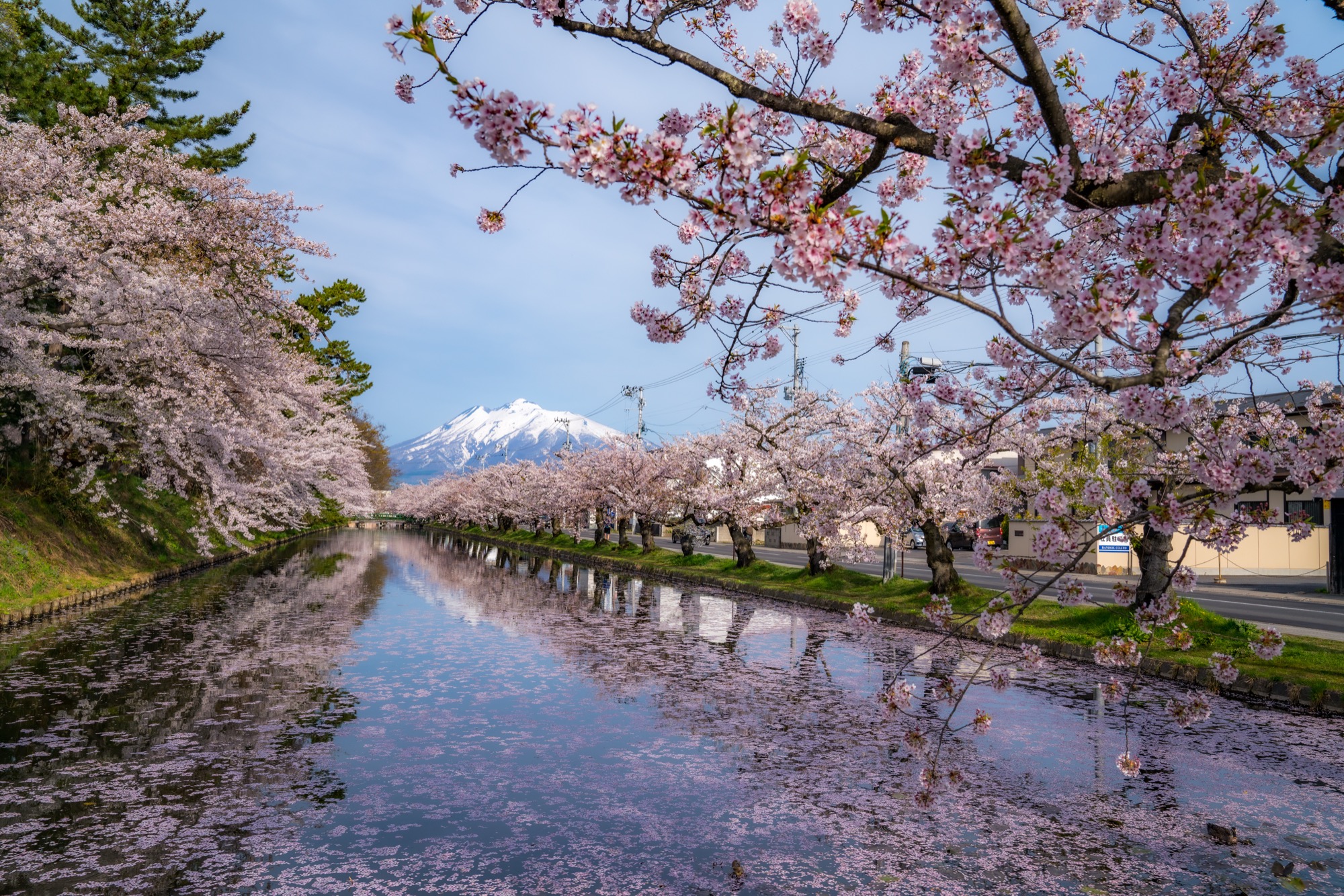 Hirosaki Castle cherry blossom festival with snow-capped Mount Iwaki in the background