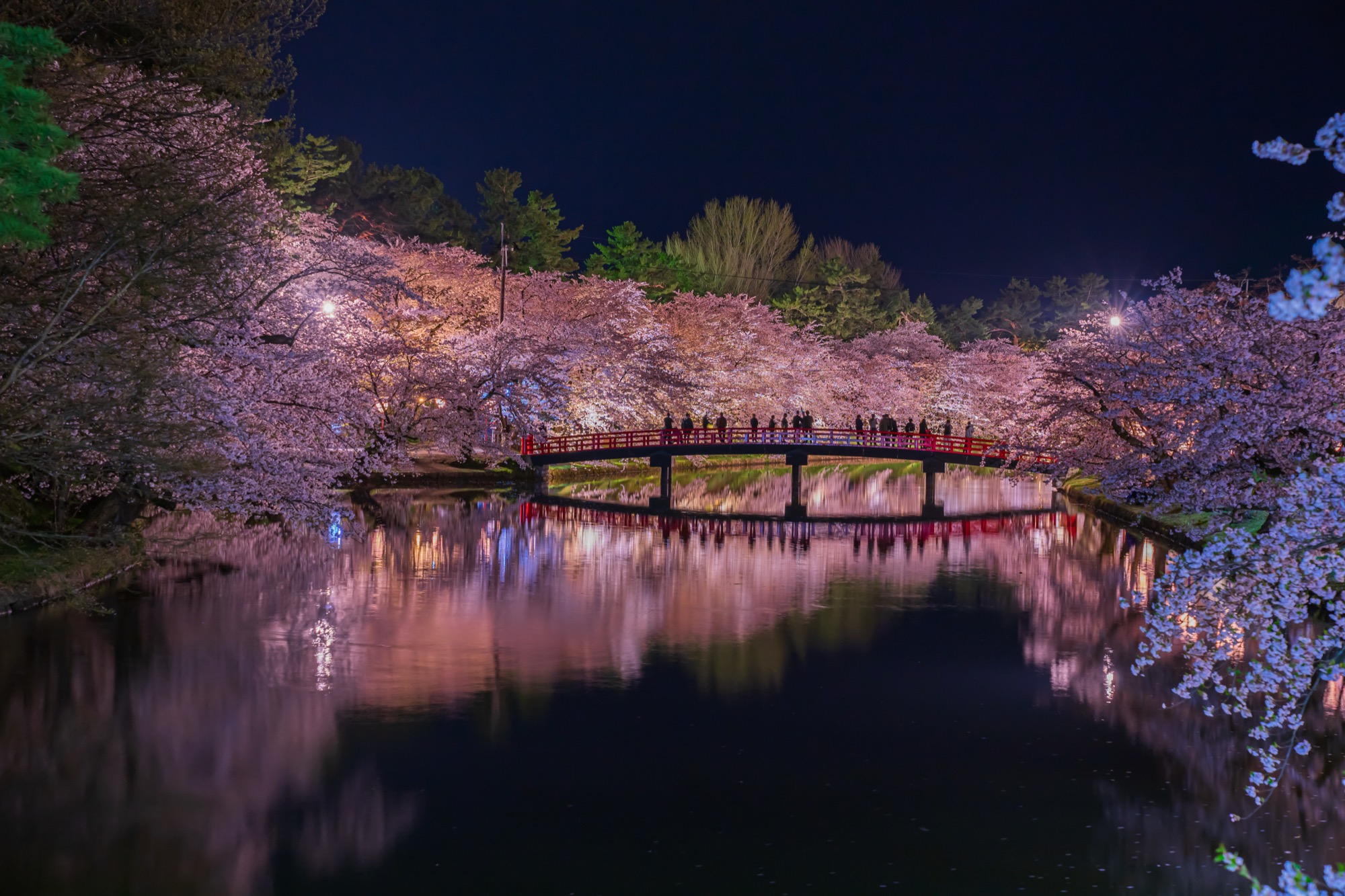 Cherry blossom festival at Hirosaki Park with visitors strolling under blooming trees