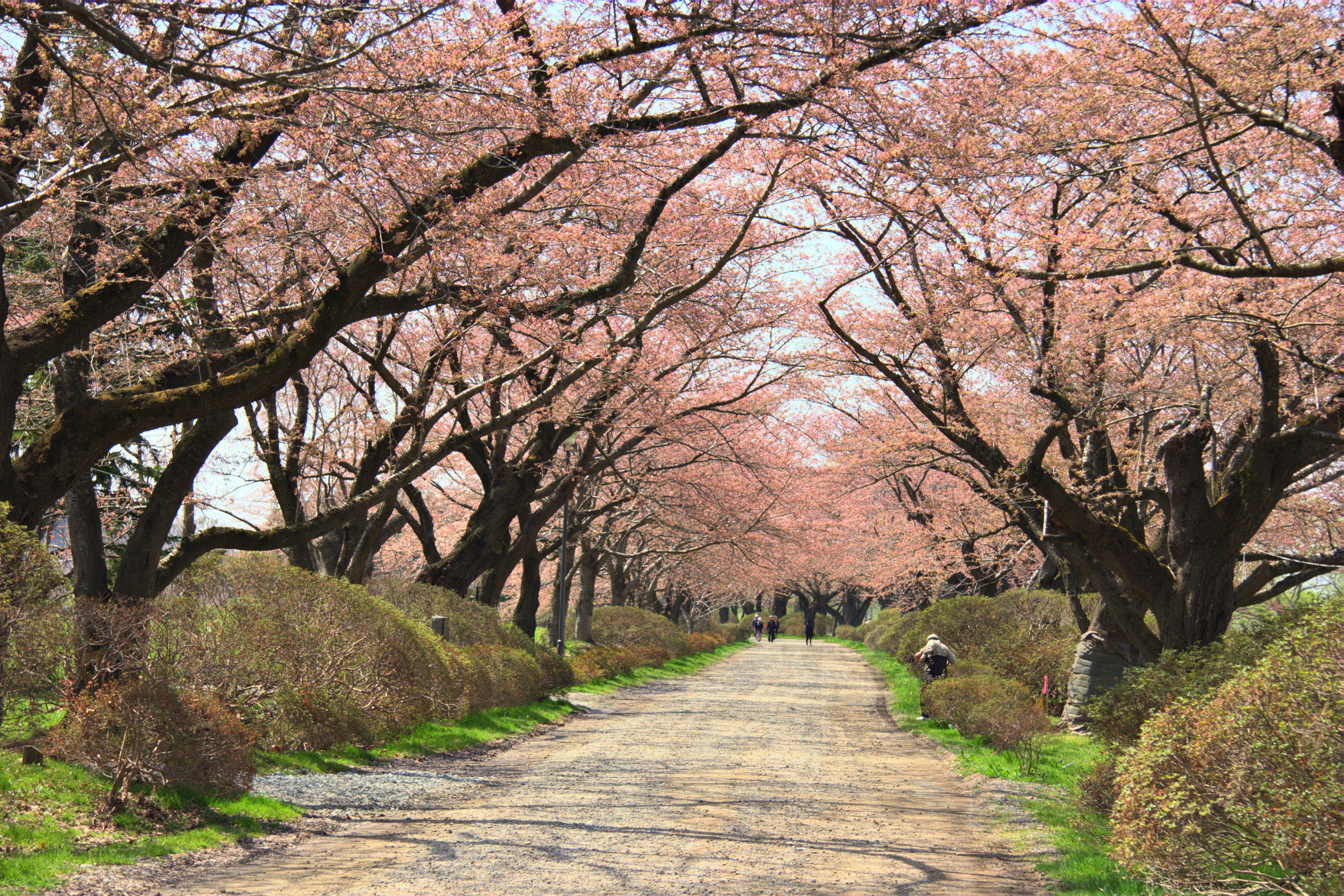Cherry blossom trees lining the Kitakami River at Tenshochi park in Iwate Prefecture
