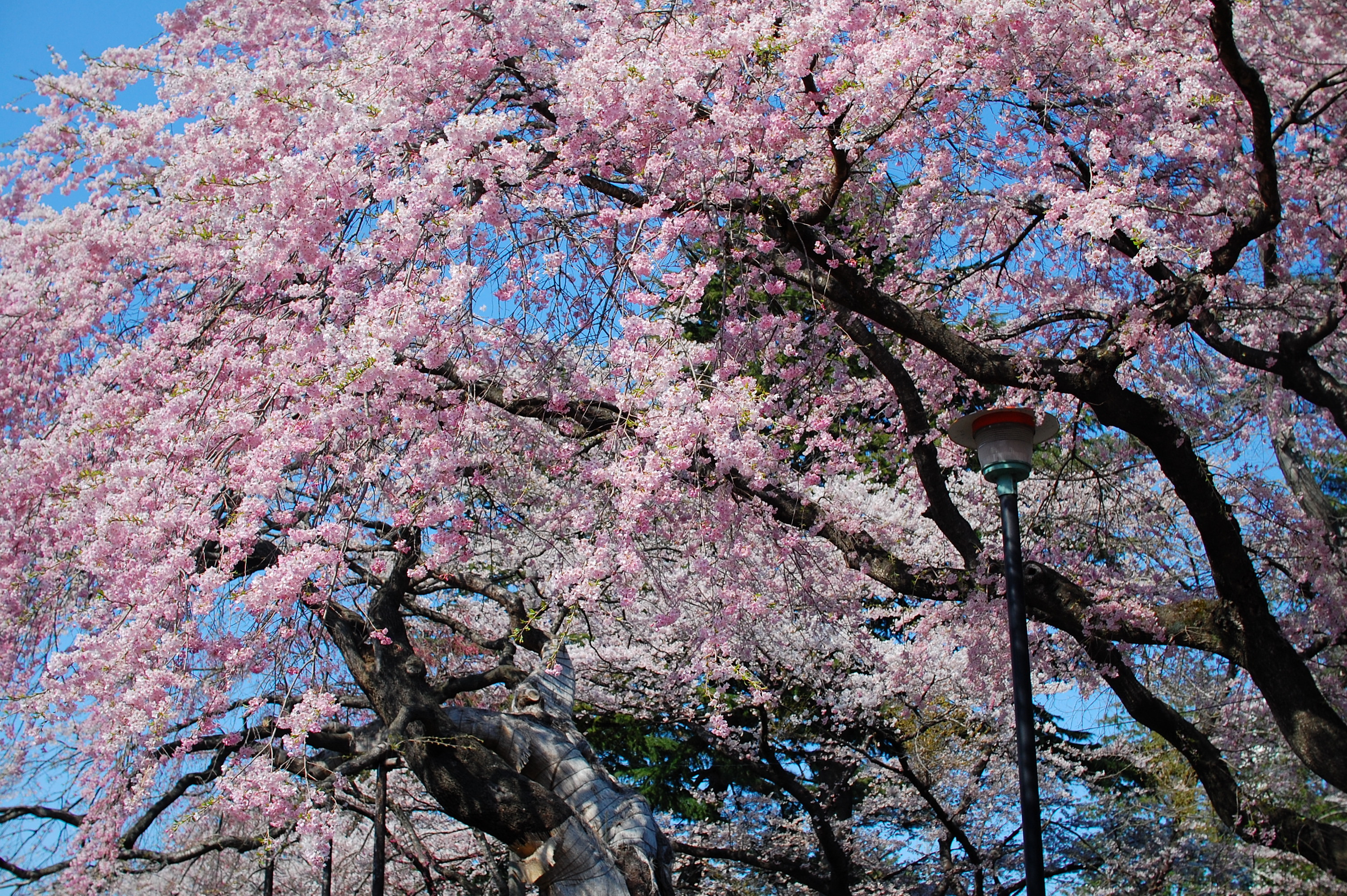Cherry blossoms in Tsutsujigaoka Park along the Hirose River in Sendai, Miyagi Prefecture