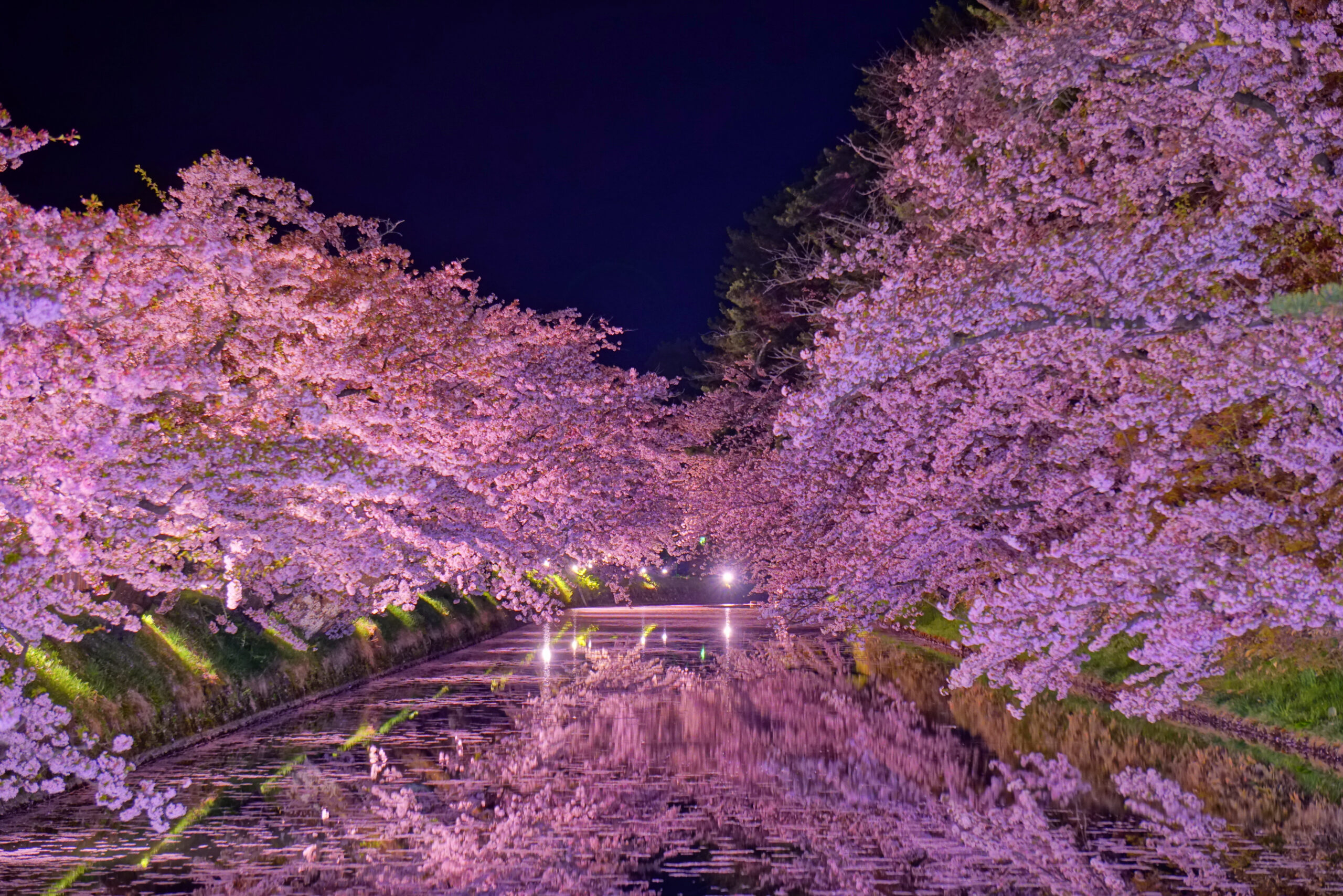 Cherry blossom reflections in the moat of Hirosaki Castle at night