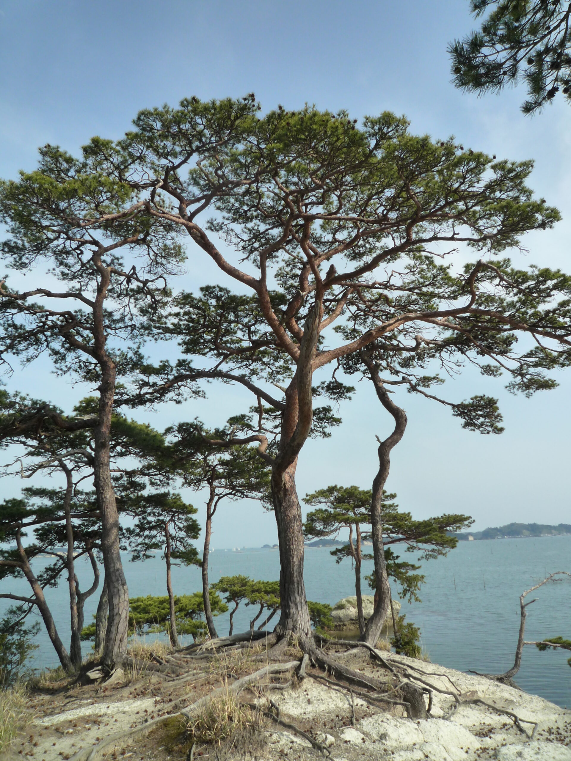 Pine-covered islands of Matsushima Bay, one of Japan's three views