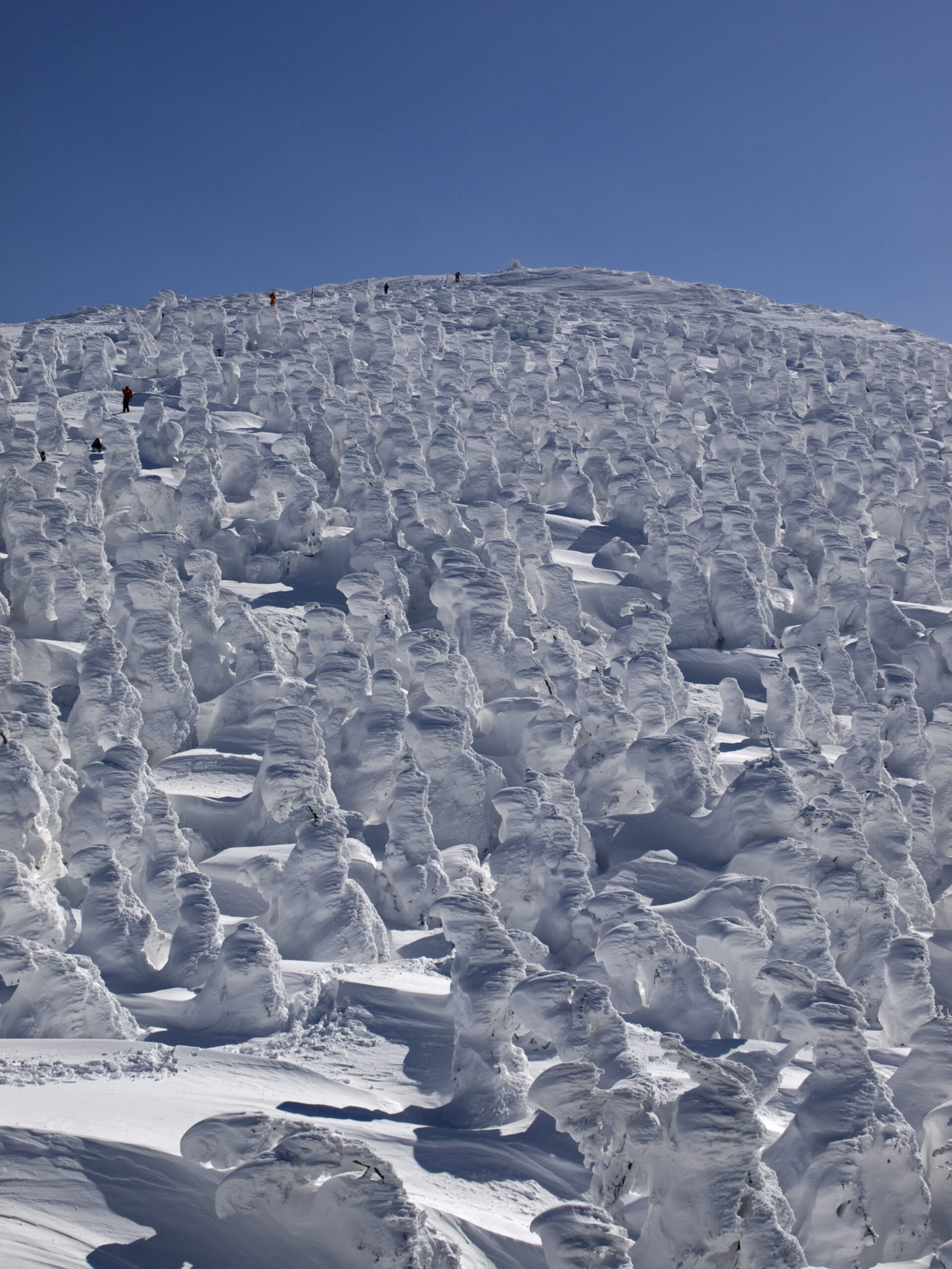 Wide view of Zao snow monsters covering an entire mountainside