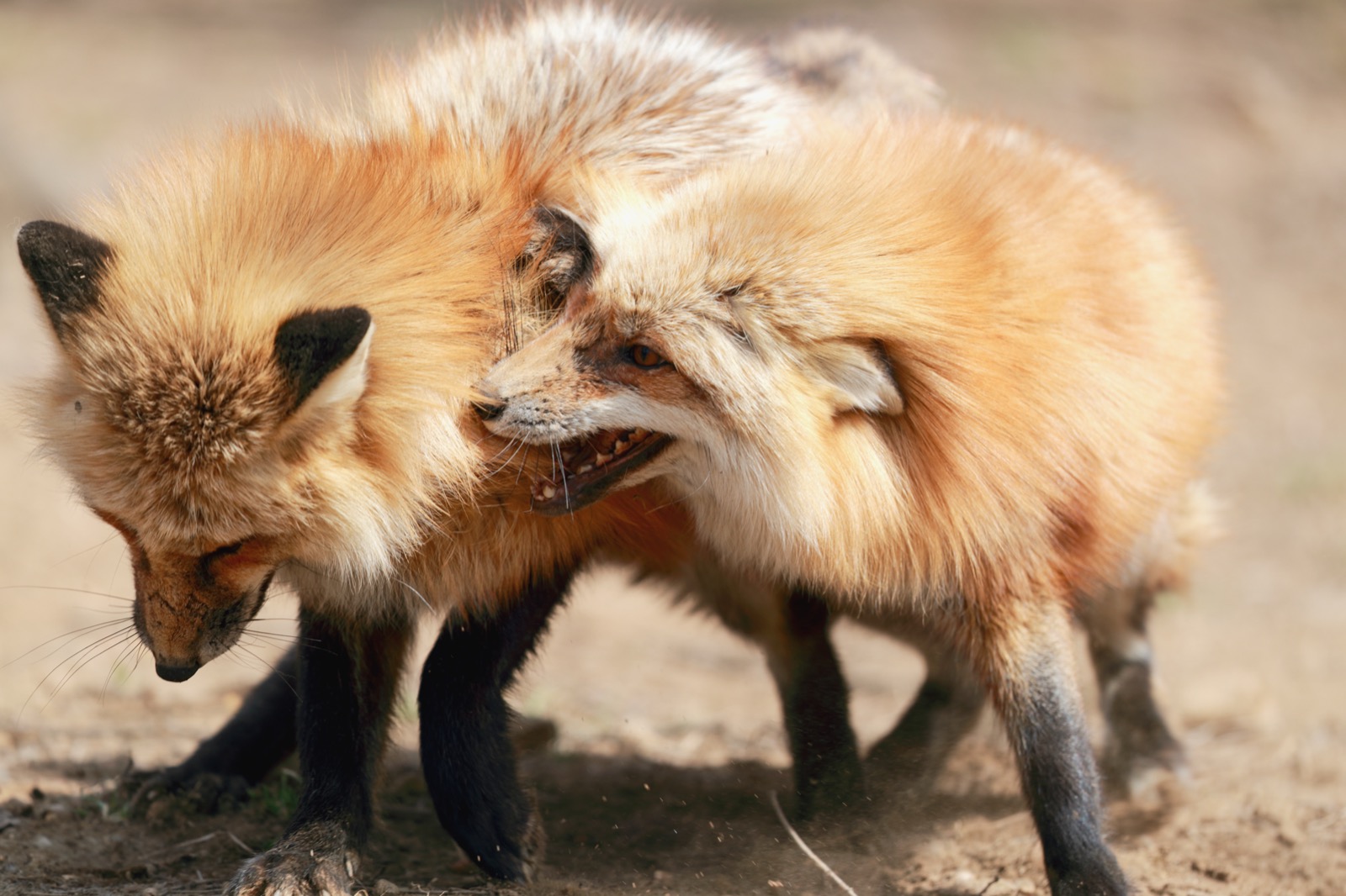 Close-up of a Japanese red fox at Zao Fox Village