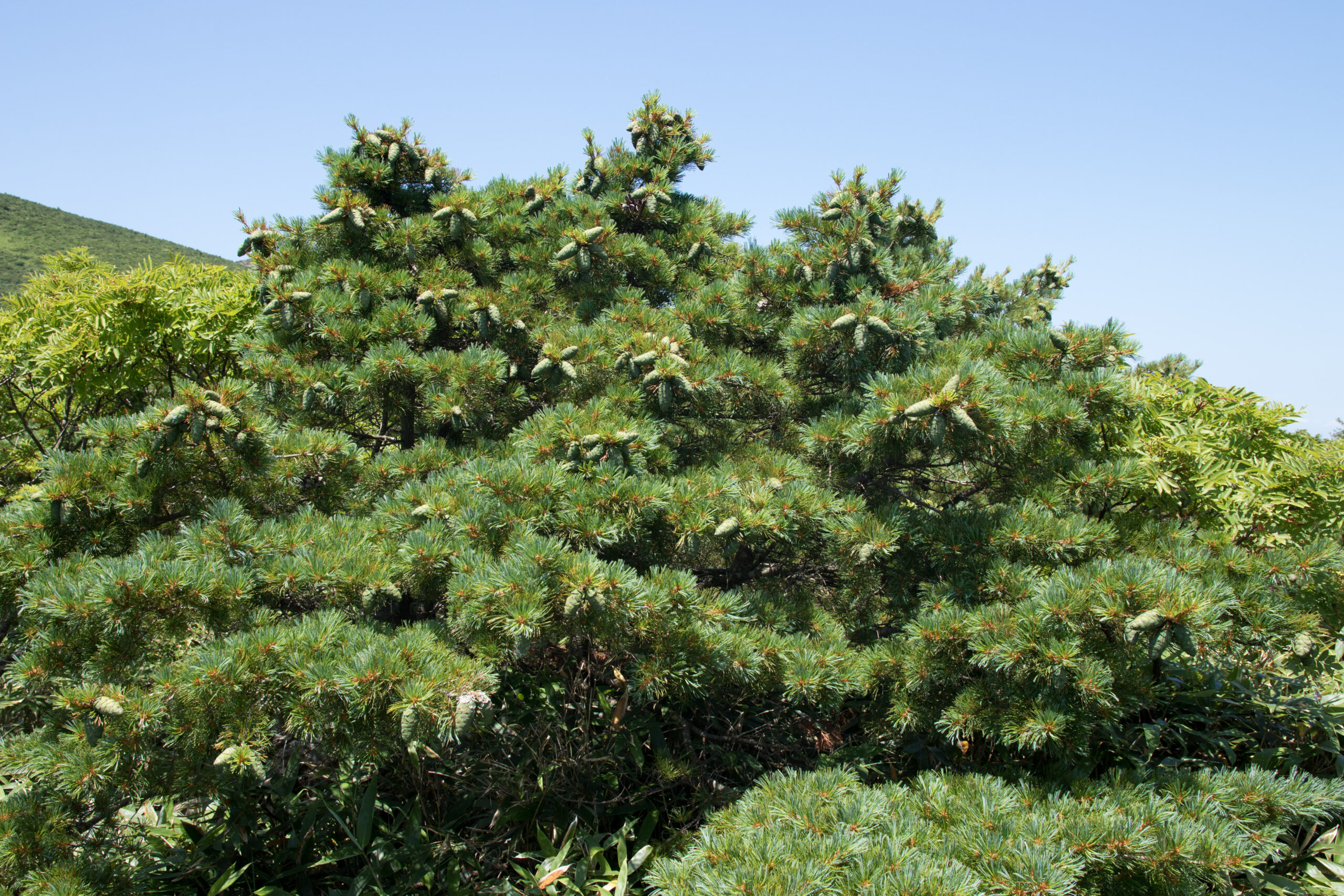 Alpine pine trees growing at 1,500 meters on Mount Adatara