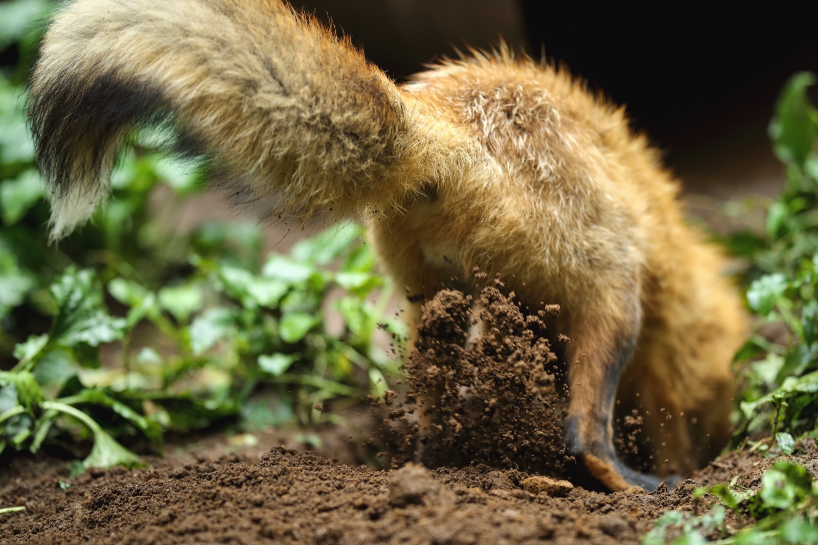 A red fox digging a burrow in the ground at Zao Fox Village