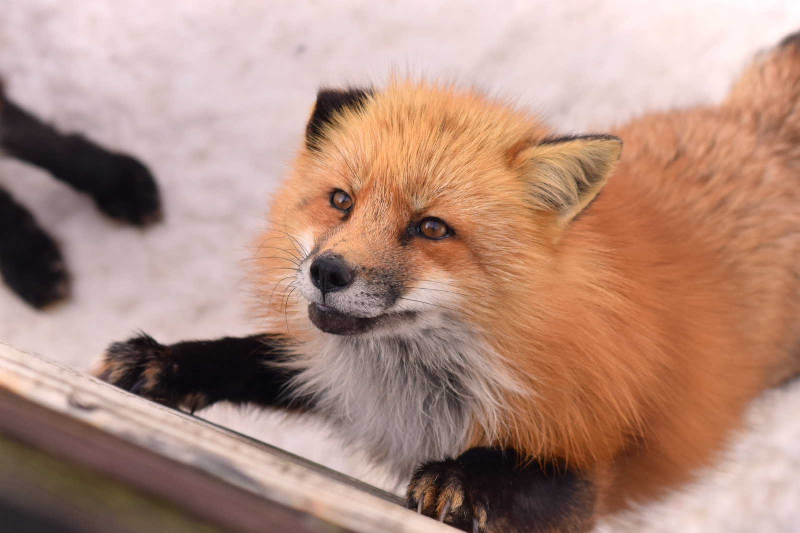 A group of foxes resting together on the grounds of Zao Fox Village in Miyagi