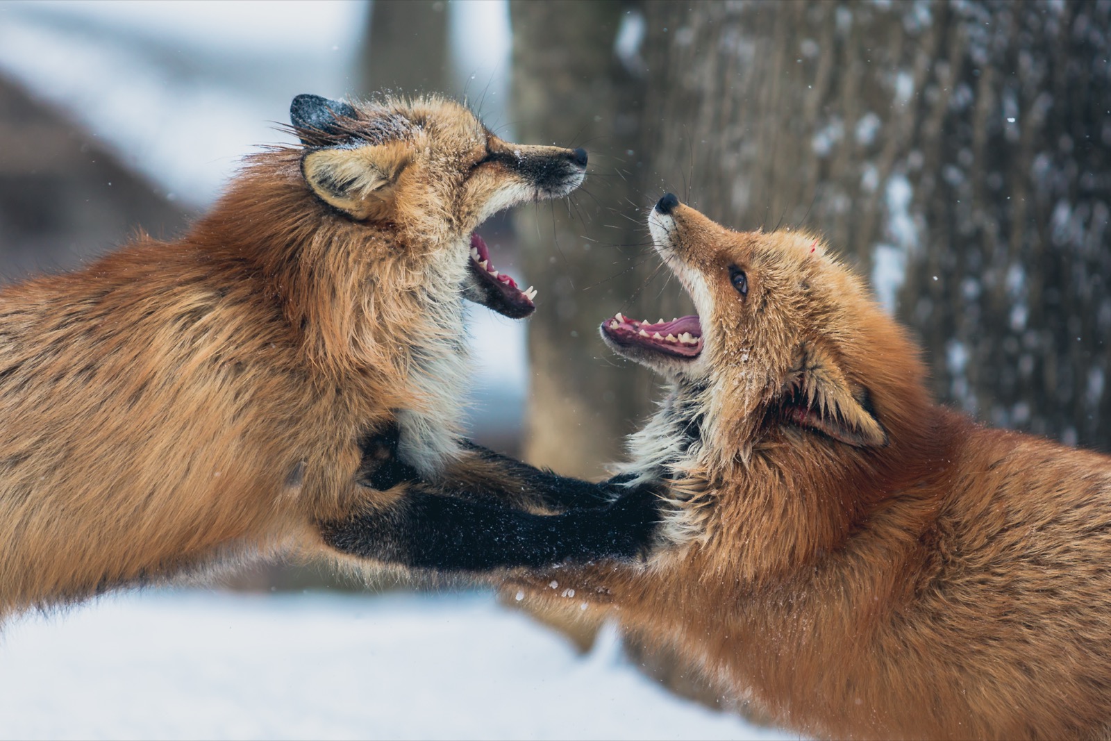 A red fox walking freely through the open grounds of Zao Fox Village in Miyagi, Japan