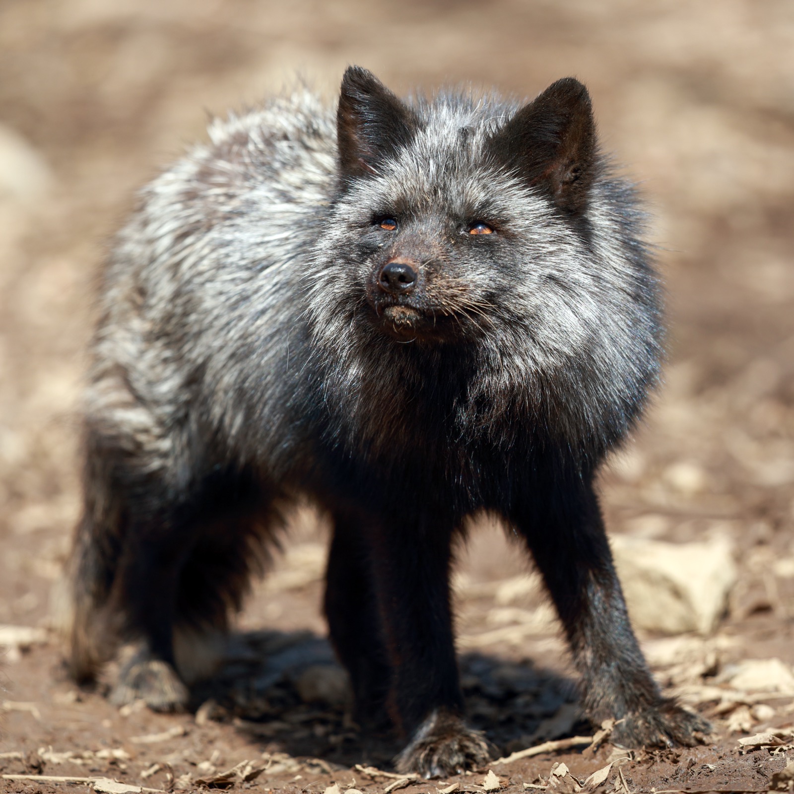A silver fox with striking black and silver fur resting at Zao Fox Village