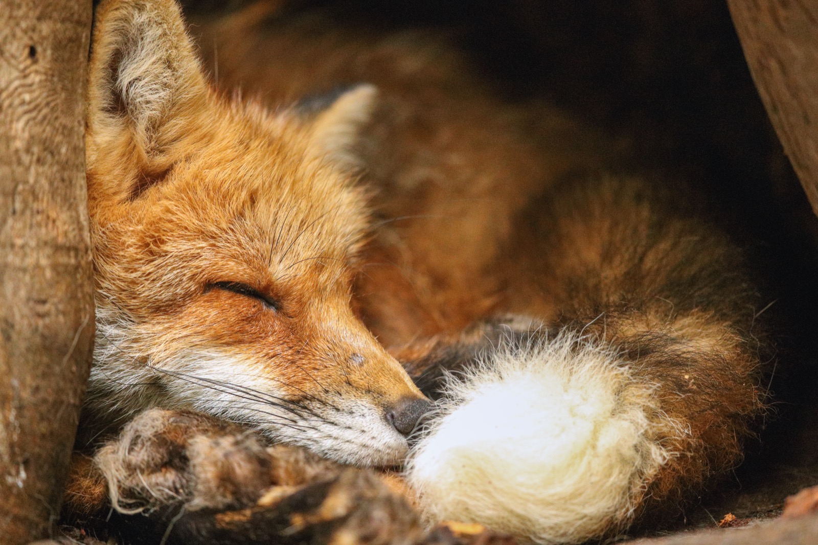 A red fox curled up asleep on the forest floor at Zao Fox Village